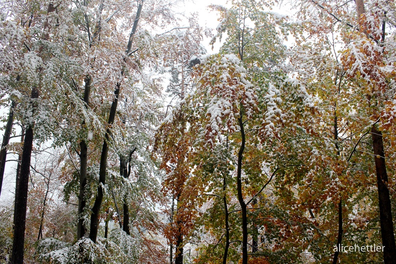 Winter im Herbst 3.JPG